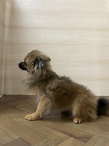 和歌山県のポメラニアン (ペットアミ 和歌山インター店/2025年3月26日生まれ/男の子/オレンジ)の子犬の3枚目の画像