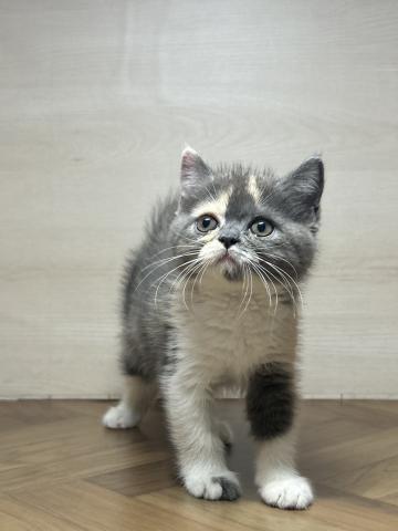 スコティッシュフォールド