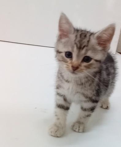 アメリカンショートヘアー