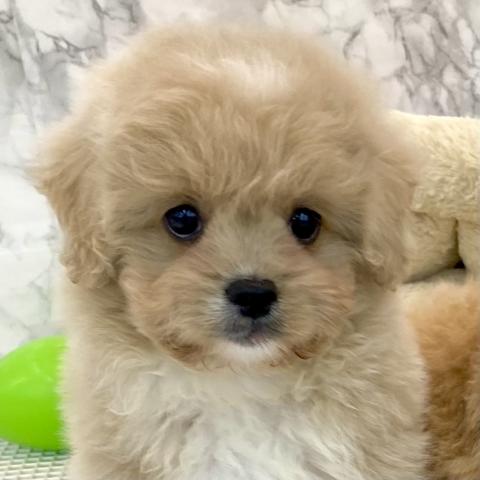 MIXトイプードル×ペキニーズ