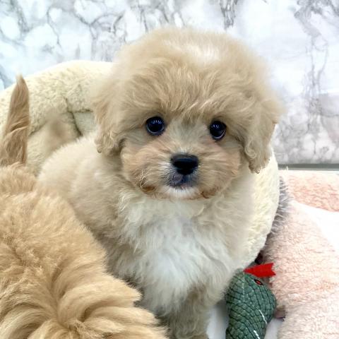 MIXトイプードル×ペキニーズ