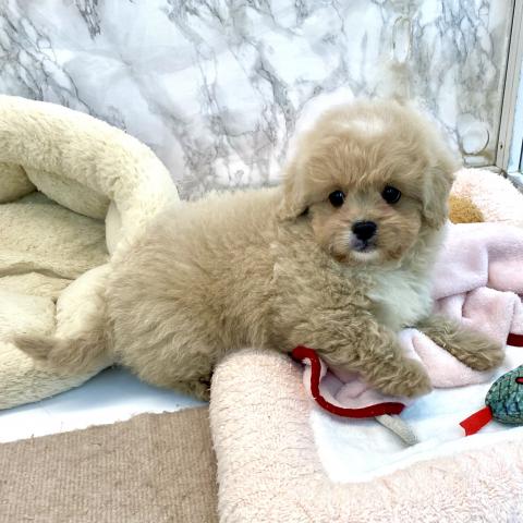 MIXトイプードル×ペキニーズ