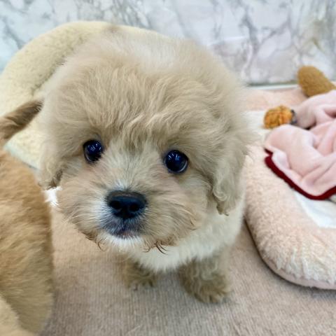 MIXトイプードル×ペキニーズ