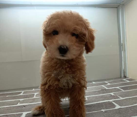 MIXビションフリーゼ×トイプードル