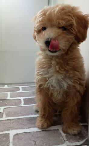 MIXビションフリーゼ×トイプードル