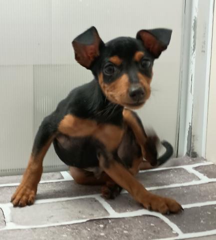 ミニチュアピンシャー