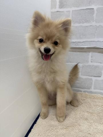ポメラニアン