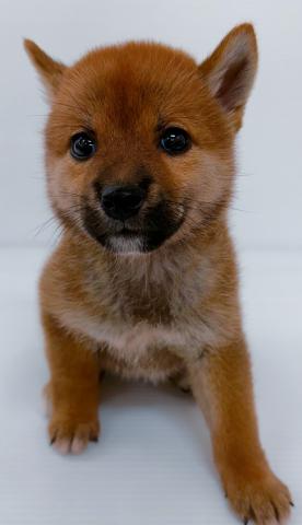 埼玉県の柴犬(標準サイズ) (ビバペッツ さいたま新都心店/2025年6月7日生まれ/女の子/赤)の子犬の1枚目の画像