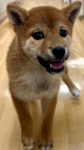 埼玉県の柴犬(標準サイズ) (ビバペッツ さいたま新都心店/2025年6月7日生まれ/女の子/赤)の子犬の2枚目の画像