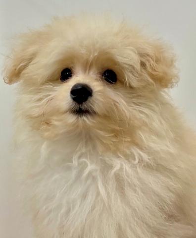 埼玉県のポメプー(ポメラニアン×プードル) (ビバペッツ さいたま新都心店/2025年4月24日生まれ/男の子/アプリコット)の子犬