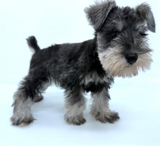 ミニチュアシュナウザー