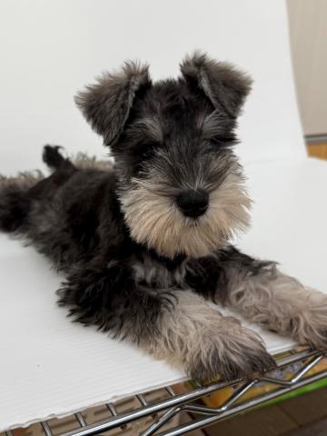 ミニチュアシュナウザー