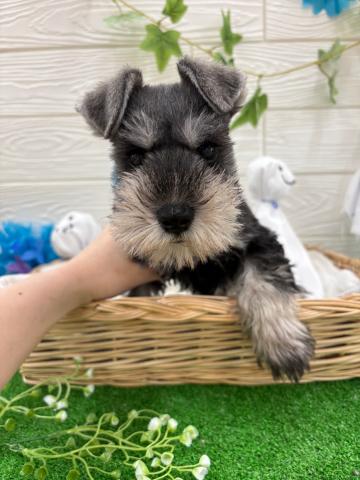 ミニチュアシュナウザー