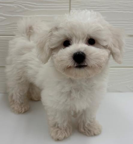 埼玉県のビションフリーゼ (ビバペッツ さいたま新都心店/2025年4月23日生まれ/男の子/ホワイト)の子犬