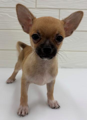 チワワ（スムースコート）