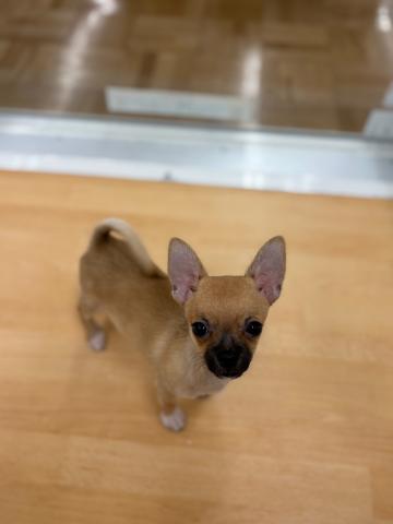 チワワ（スムースコート）