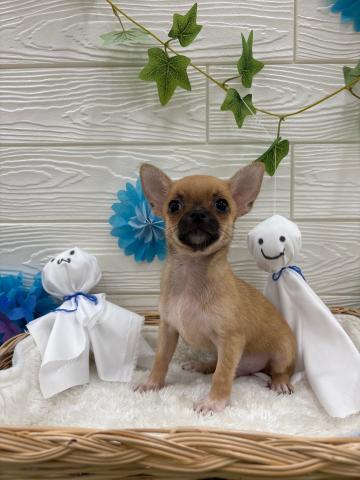 チワワ（スムースコート）