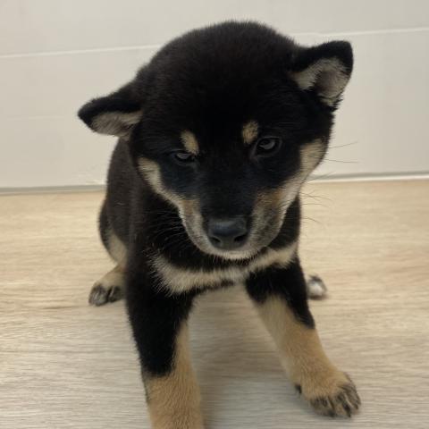 柴犬