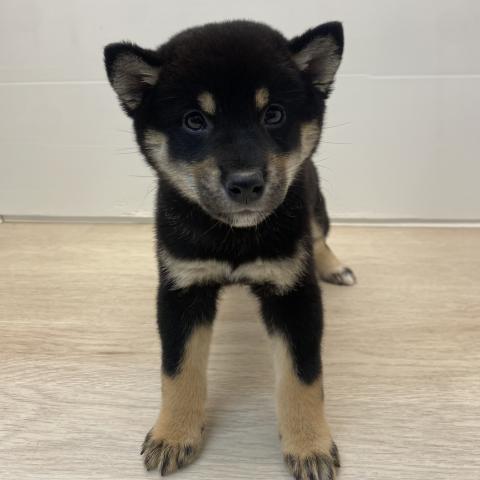 柴犬