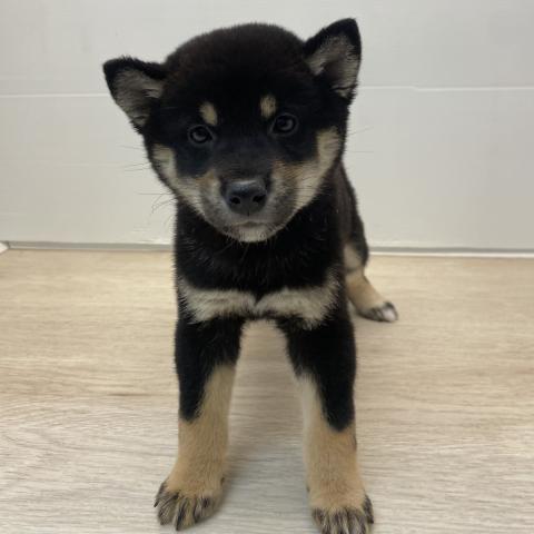 柴犬
