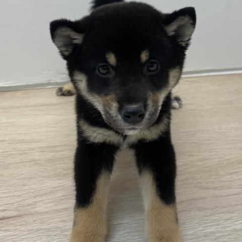柴犬