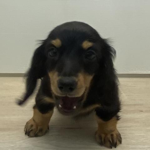 ミニチュアダックスフンド