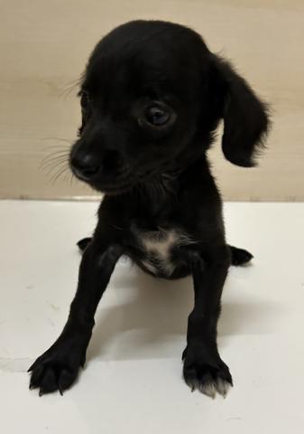 和歌山県のチワックス(チワワ×ダックス) (ペットアミ 和歌山インター店/2025年5月17日生まれ/女の子/ブラック)の子犬の2枚目の画像