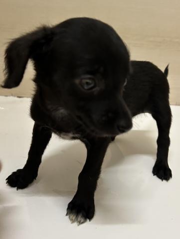 和歌山県のチワックス(チワワ×ダックス) (ペットアミ 和歌山インター店/2025年5月17日生まれ/女の子/ブラック)の子犬の3枚目の画像