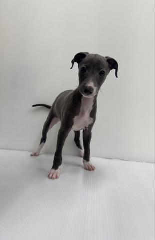和歌山県のイタリアングレーハウンド (ペットアミ 紀の川店/2025年8月2日生まれ/男の子/ブルーホワイト)の子犬の1枚目の画像