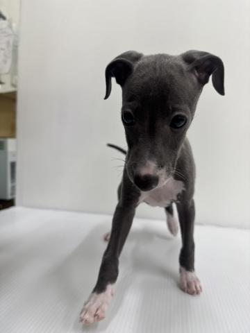 和歌山県のイタリアングレーハウンド (ペットアミ 紀の川店/2025年8月2日生まれ/男の子/ブルーホワイト)の子犬の3枚目の画像