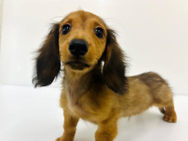 ミニチュアダックスフンド