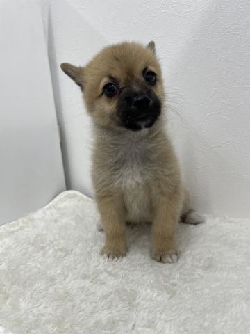 和歌山県のポメコーギー(ポメラニアン×コーギー) (ペットアミ 那賀店/2025年7月29日生まれ/女の子/セーブルホワイト)の子犬の3枚目の画像