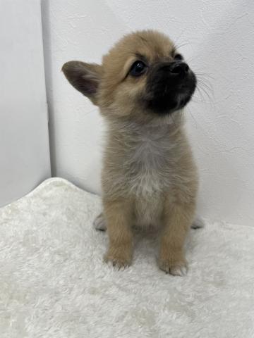 和歌山県のポメコーギー(ポメラニアン×コーギー) (ペットアミ 那賀店/2025年7月29日生まれ/女の子/セーブルホワイト)の子犬の4枚目の画像