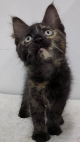 和歌山県のメインクーン (ペットアミ 那賀店/2025年7月30日生まれ/女の子/トーティーシェル)の子猫の1枚目の画像