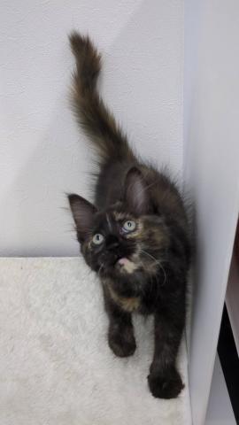 和歌山県のメインクーン (ペットアミ 那賀店/2025年7月30日生まれ/女の子/トーティーシェル)の子猫の2枚目の画像