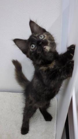 和歌山県のメインクーン (ペットアミ 那賀店/2025年7月30日生まれ/女の子/トーティーシェル)の子猫の3枚目の画像