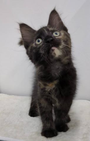 和歌山県のメインクーン (ペットアミ 那賀店/2025年7月30日生まれ/女の子/トーティーシェル)の子猫の4枚目の画像