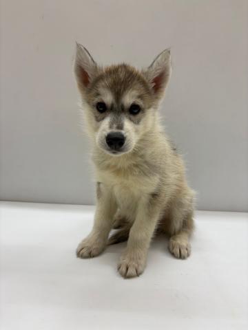 和歌山県のシベリアンハスキー (ペットアミ 那賀店/2025年7月26日生まれ/女の子/シルバーホワイト)の子犬の1枚目の画像
