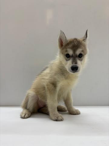 和歌山県のシベリアンハスキー (ペットアミ 那賀店/2025年7月26日生まれ/女の子/シルバーホワイト)の子犬の4枚目の画像