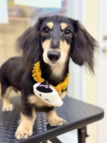 ミニチュアダックスフンド