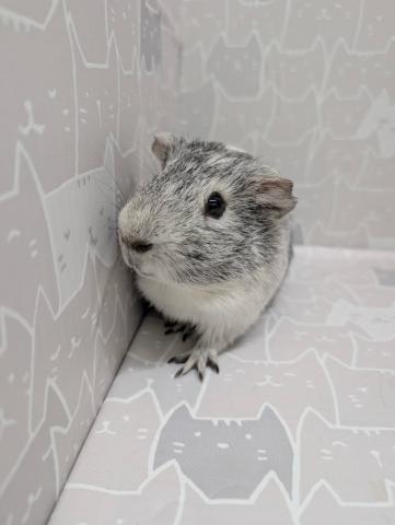 イングリッシュモルモット