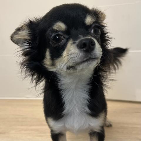 チワワ(ロングコート)