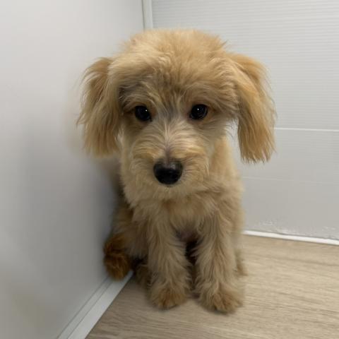 MIXポメラニアン×トイプードル