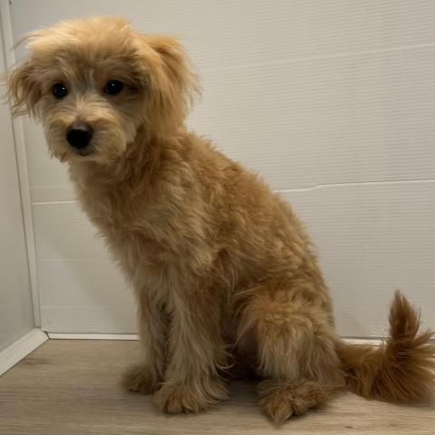 MIXポメラニアン×トイプードル