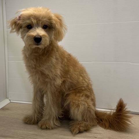 MIXポメラニアン×トイプードル