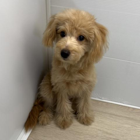 MIXポメラニアン×トイプードル