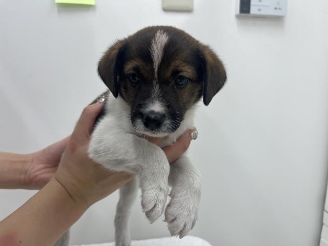 三重県のジャックラッセルテリア (ペットアミ 名張店/2025年8月3日生まれ/女の子/ホワイトタン)の子犬
