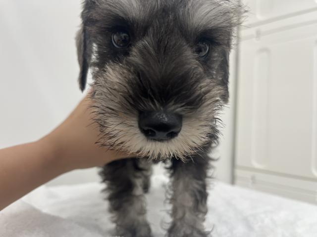 三重県のミニチュアシュナウザー (ペットアミ 名張店/2025年8月1日生まれ/男の子/ソルトペッパー)の子犬