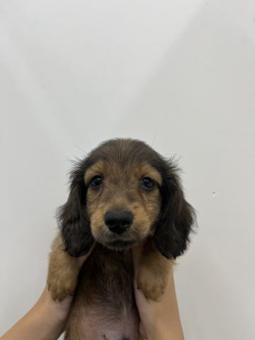 三重県のミニチュアダックスフンド(ロング) (ペットアミ 名張店/2025年7月17日生まれ/男の子/レッド)の子犬