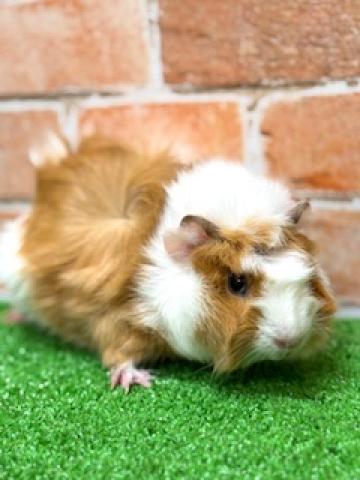 アビシニアンモルモット